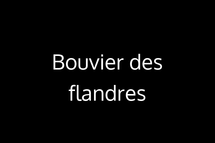 Adopta un Bouvier des flandres Câine in Briceni