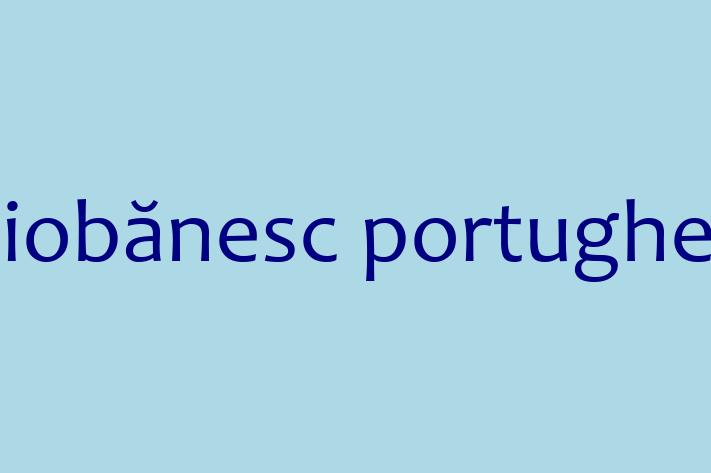 Un Nou Ciobnesc portughez Câine te Ateapt in Comrat