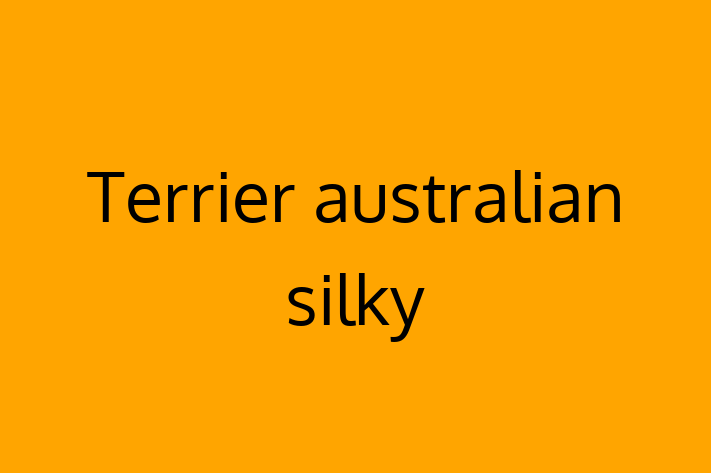 Întâlnește adorabilul nostru Terrier australian silky de 3 luni! Acest câine este plin de personalitate, bine socializat și gata să se alăture familiei tale. Este la zi cu vaccinările și vine cu dosar medical. Perfect pentru iubitorii de câine din Bender.
Preț: 850.00 Lei
Contactează Mihaela la (068) 737 330 pentru mai multe detalii sau pentru a programa o vizită!