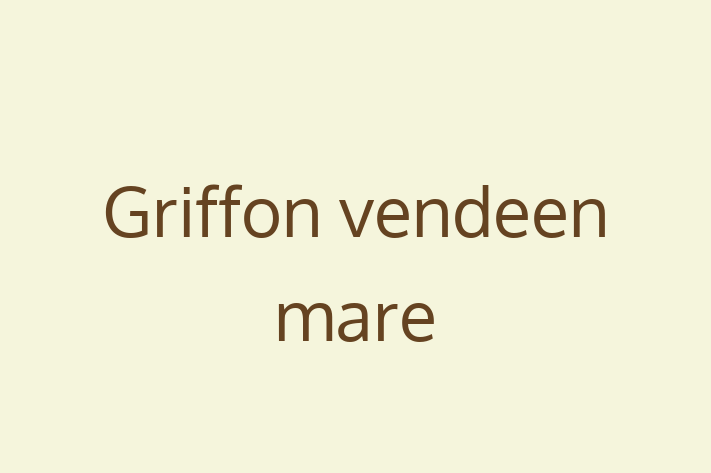 Adopta un Câine Griffon vendeen mare Disponibil in oldneti