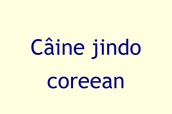 Adopta un Câine jindo coreean Câine in Cimilia