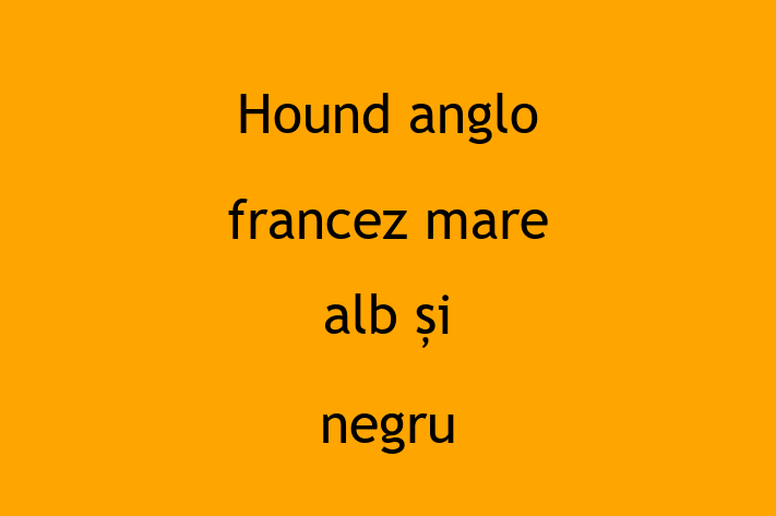 Hound anglo francez mare alb i negru Câine de Vnzare in Comrat