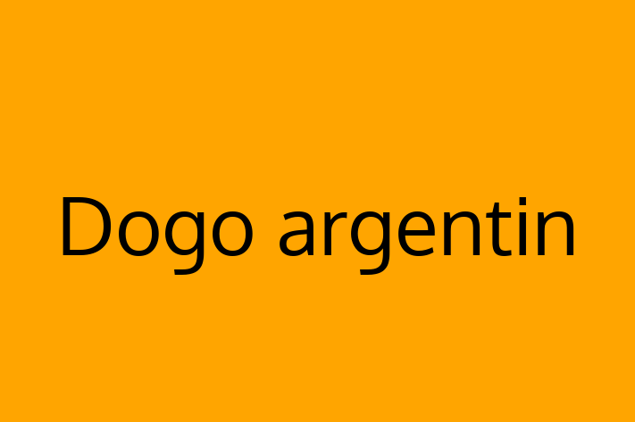 Descoper Noua Ta Dogo argentin Câine in Floreti