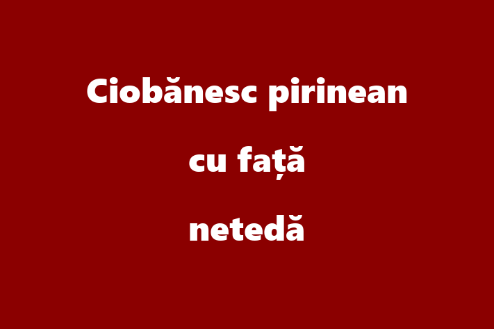 Cine Ciobnesc pirinean cu fa neted de Vnzare in Hnceti