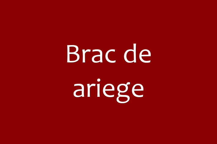 Brac de ariege Câine de Vnzare in Chiinu