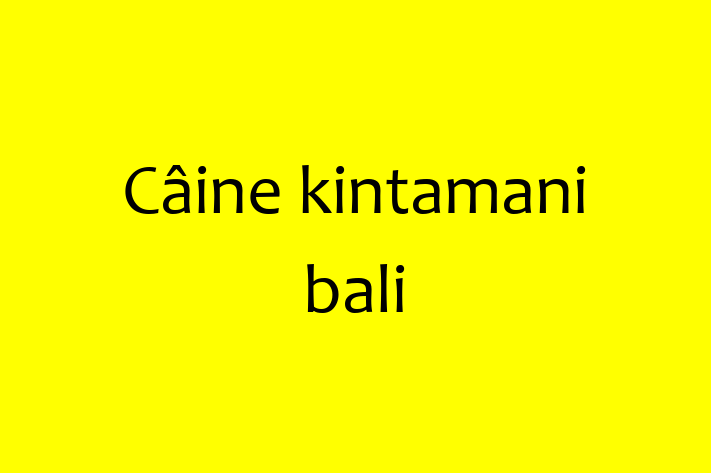 Cine kintamani bali Câine Pregtit pentru o Cas in Dubasari