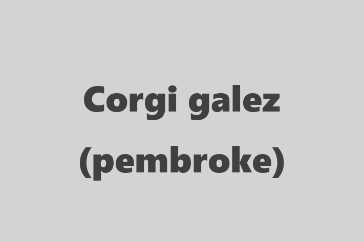 Corgi galez pembroke Câine in Clrai Pregtit pentru o Nou Cas