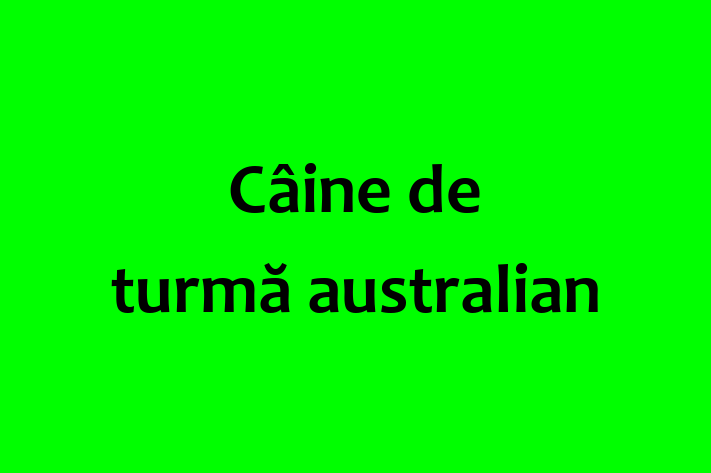 Al nostru Câine de turmă australian de 1 an este perfect pentru familia ta! Sănătos, vaccinat și alert și activ. Preț: 950.00 Lei.
Contactează Mircea la (062) 631 785.