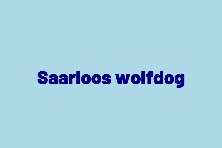 Adopta un Câine Saarloos wolfdog Disponibil in Orhei