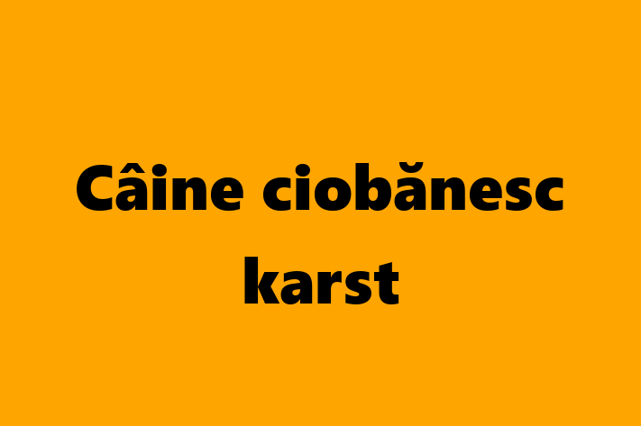 Câine ciobănesc karst de 8 luni caută o casă, Preț: 1,200.00 Lei. Contactează Lidia la (021) 486739.