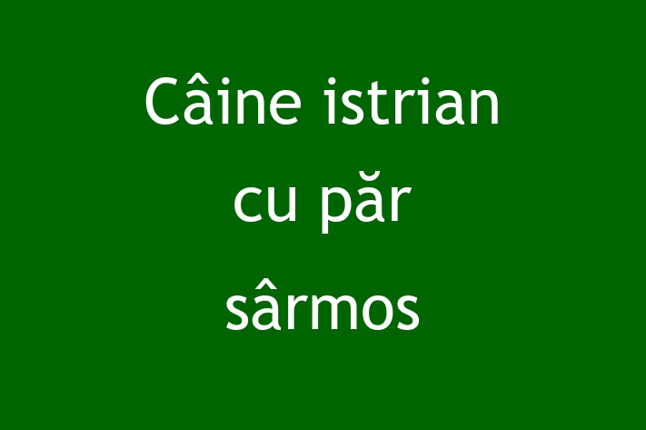 Cine Câine istrian cu pr srmos de Vnzare in Teleneti