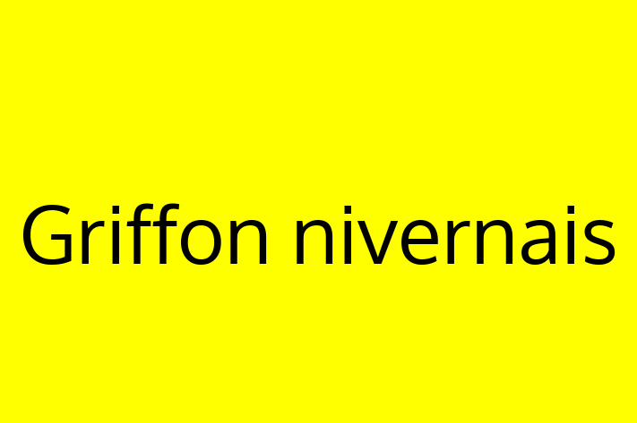 Griffon nivernais Câine Disponibil Acum in oldneti