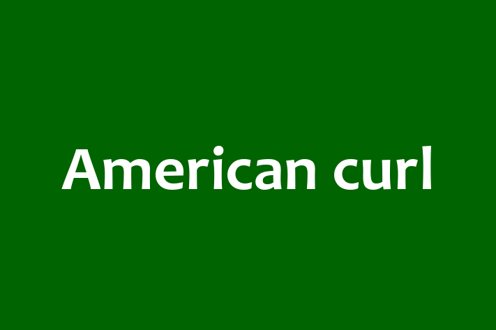 American curl Pisica de Vnzare in Nisporeni