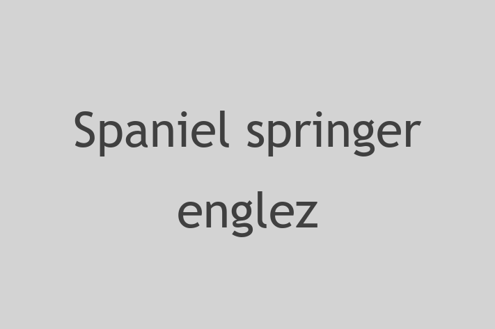 Un Nou Spaniel springer englez Câine te Ateapt in Ocnia