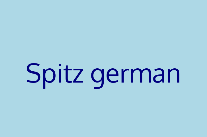 Spitz german Câine Disponibil Acum in Bli