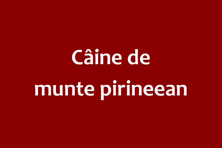 Al nostru Câine de munte pirineean de 1 an este perfect pentru familia ta! Sănătos, vaccinat și alert și activ. Preț: 600.00 Lei.
Contactează Octavian la (062) 432 421.