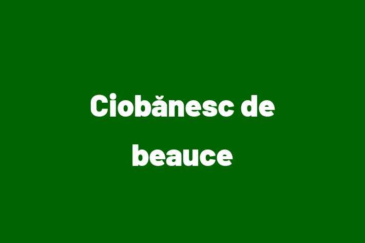 Pui de Ciobnesc de beauce Câine de Vnzare in Straeni