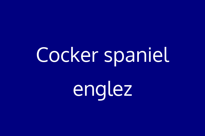 Acest Cocker spaniel englez este blând și prietenos și gata să se mute într-o nouă casă! Este sănătos și la zi cu toate vaccinările. Contactează Aurel la (069) 123 953 pentru preț și mai multe detalii.