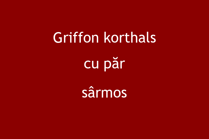 Griffon korthals cu pr srmos Câine in Basarabeasca Pregtit pentru o Nou Cas