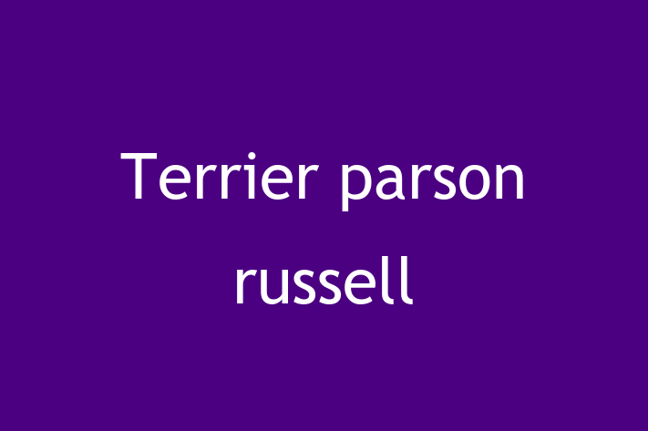 Adorabil Terrier parson russell Câine de Vnzare in Tiraspol