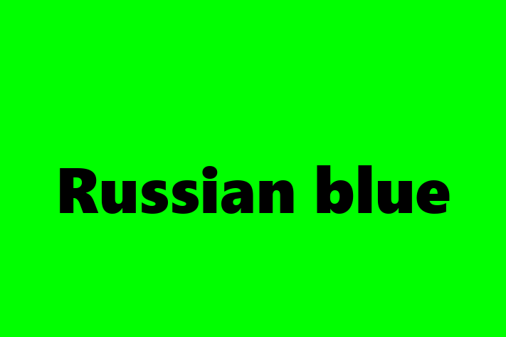 Al nostru Russian blue de 1 an este curios și independent și gata pentru o casă permanentă. Vine cu dosar medical și vaccinări. Preț: 1,050.00 Lei.
Contactează Ilinca la (062) 48 555 pentru a programa o întâlnire!