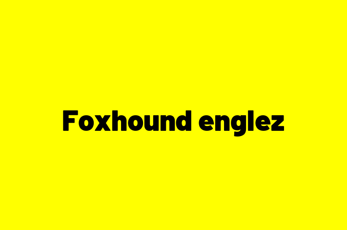 Foxhound englez Câine Pregtit pentru o Cas in Glodeni