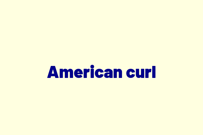 Puii noștri de American curl de 1 an sunt în așteptarea unei case iubitoare! Acești pisică sunt grațios și liniștit și gata să facă parte din familia ta.
Preț: 800.00 Lei. Contactează Razvan la (067) 905 267.