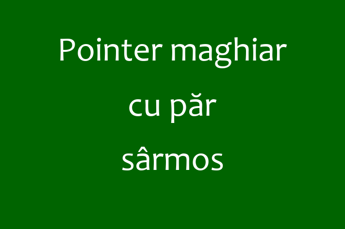 Pointer maghiar cu pr srmos Câine de Adopie in Cahul