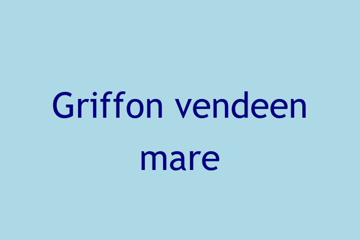 Griffon vendeen mare Câine de Vnzare in tefan Voda