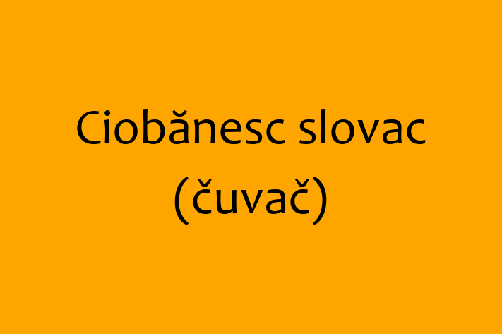 Adopta un Frumos Ciobnesc slovac uva Câine in Floreti