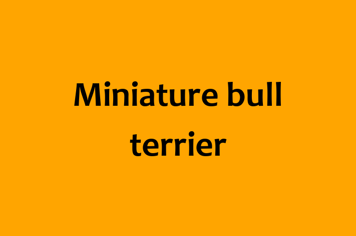 Adopt a Friendly Miniature bull terrier Dog in Hythe