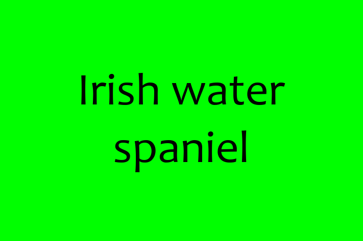 Find Your New Irish water spaniel Dog in Lisburn