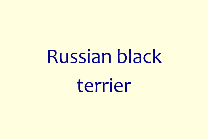 Dog Russian black terrier for Sale in Kirkby