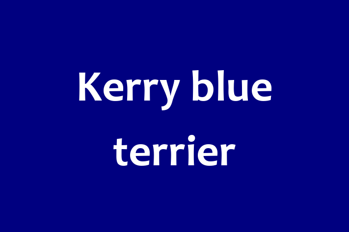 Adopt a Beautiful Kerry blue terrier Dog in Tisbury