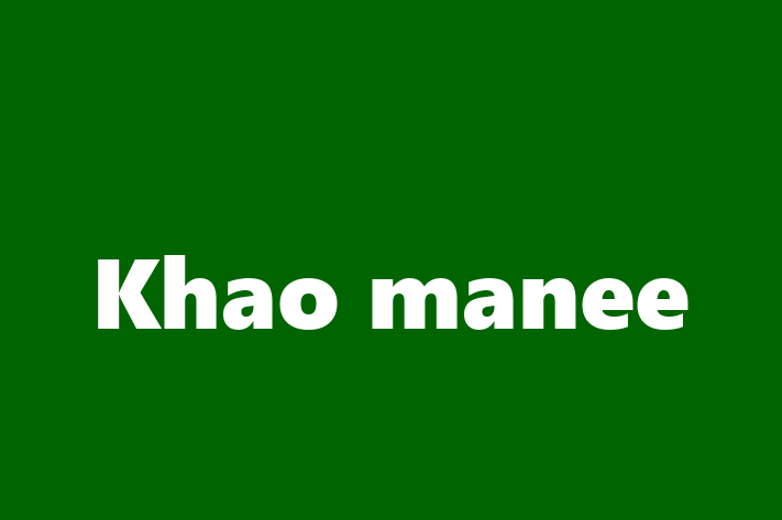 Khao manee for Sale in Tavistock