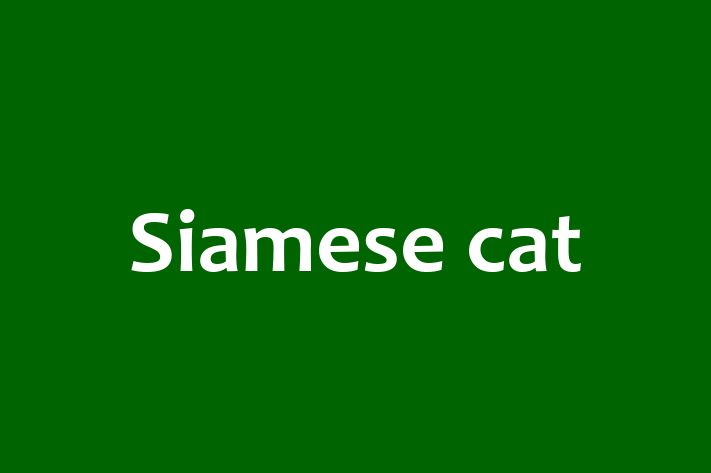 Siamese cat Cat for Sale in Kenton