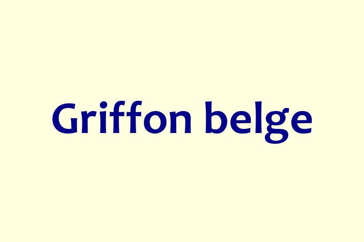 Griffon belge Dog in Luton Ready for a New Home