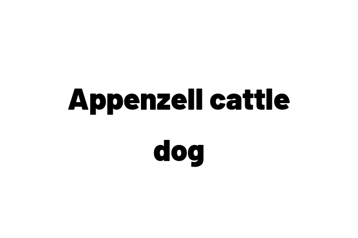 Dog Appenzell cattle dog for Sale in Milton Keynes