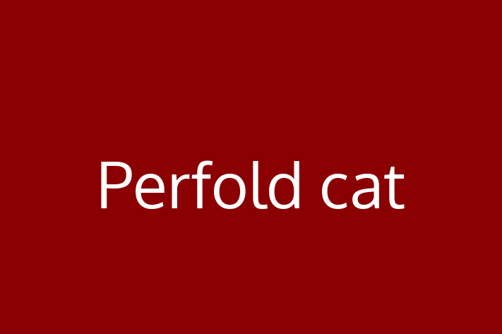 Perfold cat Cat for Sale in Barnet