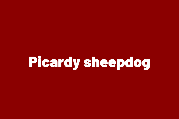 Picardy sheepdog Dog in Castle Point