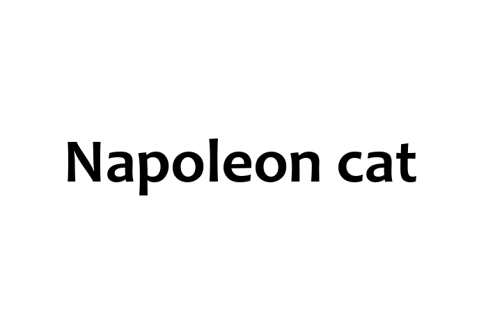 Napoleon cat Cat for Sale in Barnstaple