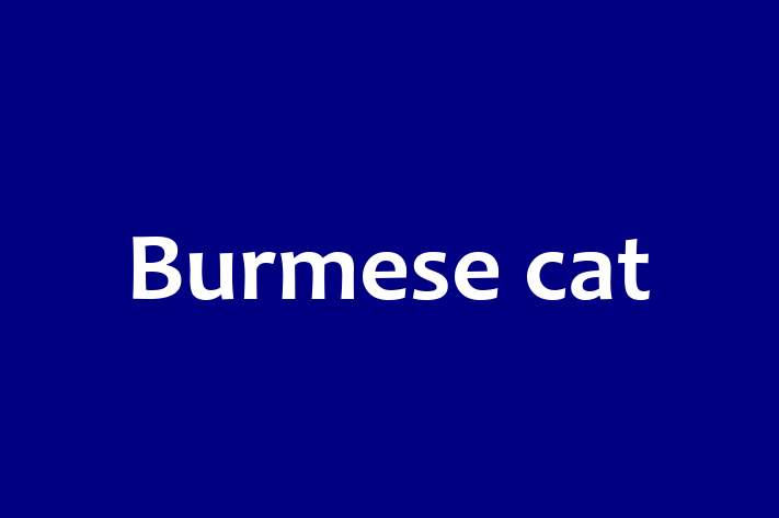 Burmese cat Cat for Sale in East Kilbride