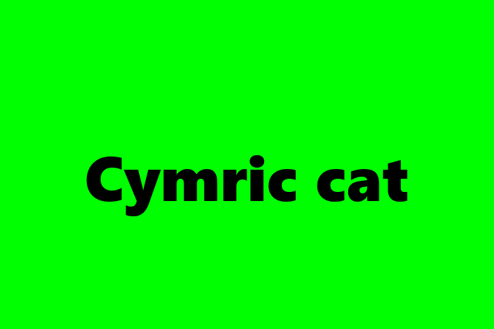 Cat Cymric cat for Sale in Northolt