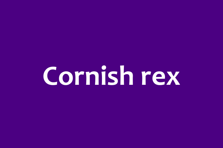 Cornish rex Cat in Fareham