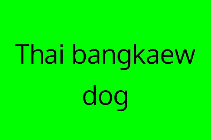 Dog Thai bangkaew dog for Sale in Hessle