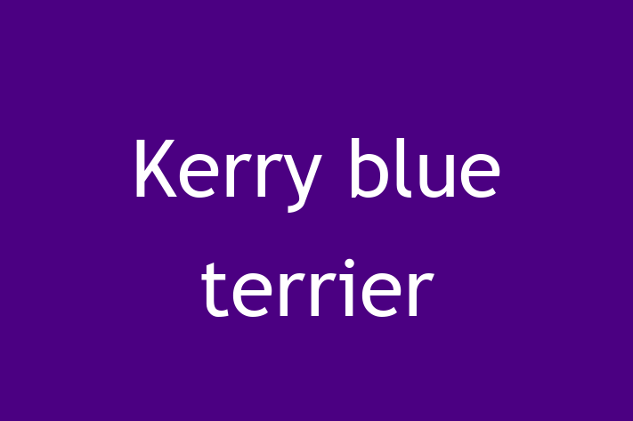 Dog Kerry blue terrier for Sale in Worthing