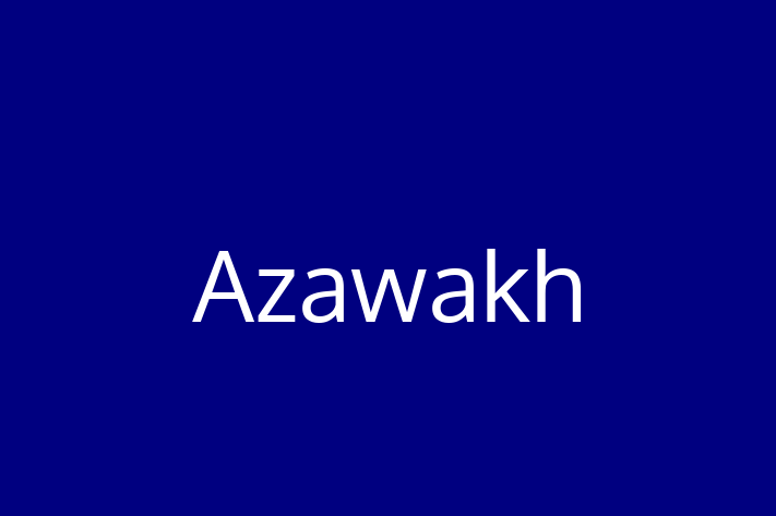 Adopt a Azawakh Dog in Welling