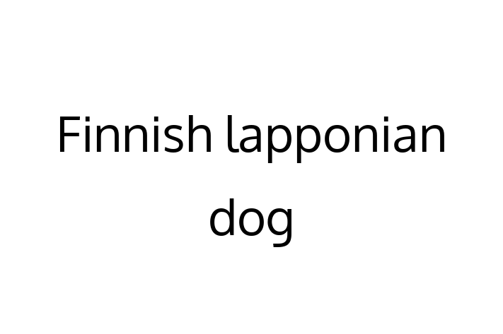 Finnish lapponian dog Dog in Barnet Ready for a New Home