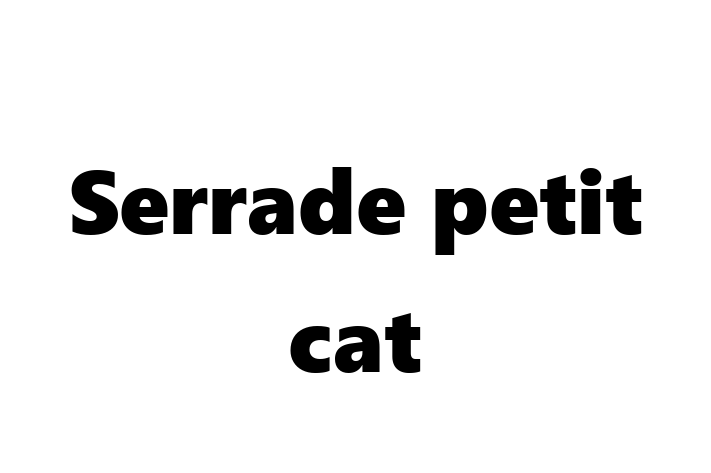 Serrade petit cat Cat Available Now in Stourbridge