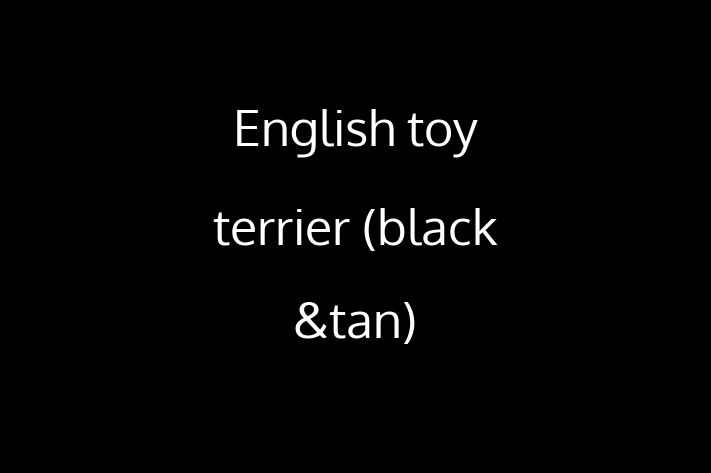 Find Your New English toy terrier black tan Dog in Cleethorpes